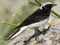 Pied Wheatear